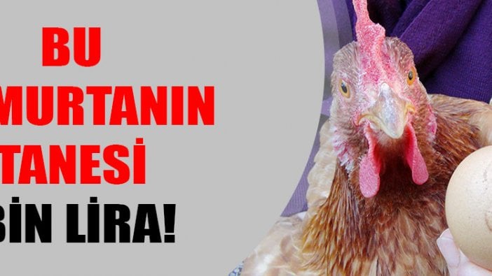 Bu yumurtanın tanesi bin lira!