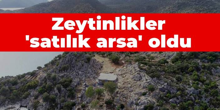 Zeytinlikler 'satılık arsa' oldu