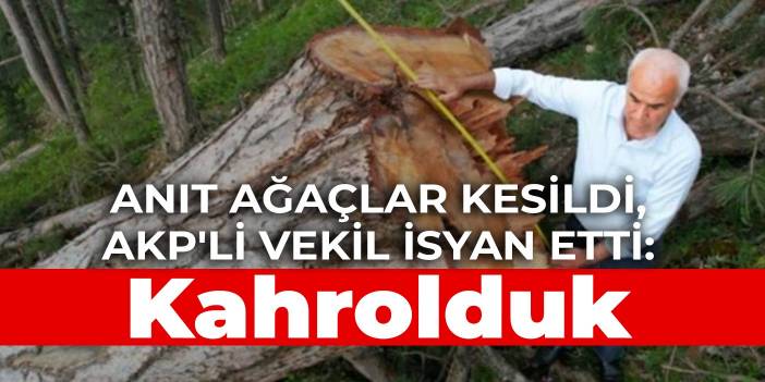 Anıt ağaçlar kesildi, AKP'li vekil isyan etti: Kahrolduk