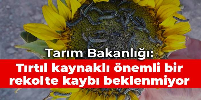 Tarım Bakanlığı: Tırtıl kaynaklı önemli bir rekolte kaybı beklenmiyor