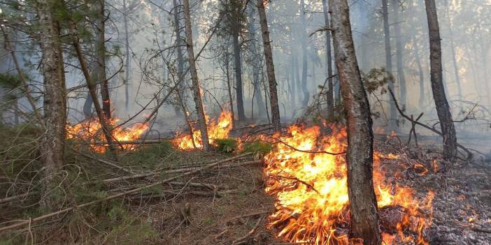 Rize'de ormanlara girişleri yasaklandı