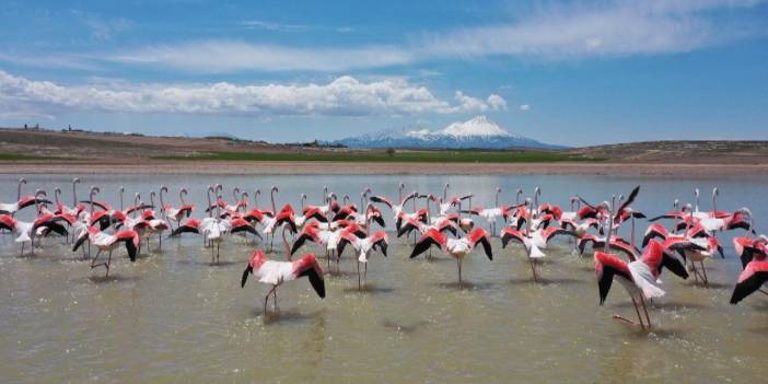 Tuz Gölü'ndeki flamingo ölümleri Meclis gündeminde