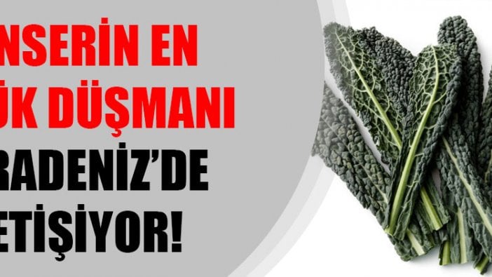 Kanserin en büyük düşmanı Karadeniz’de yetişiyor!