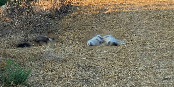 Boş araziye bırakılan 20 köpekten 6'sı öldü