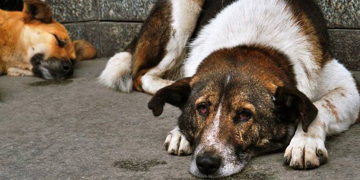 'Köpeklerin ölümüne sebep oluyor' iddiası:İstanbul Barosu suç duyurusunda bulunacak