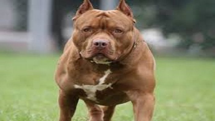 Şüphelilerin üzerine saldığı pitbull, polisi yaraladı