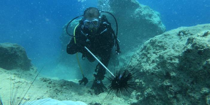 İstilacı deniz kestaneleri ihraç ediliyor