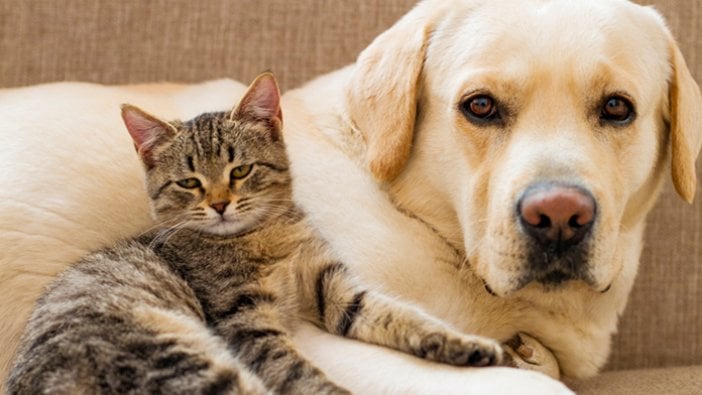 Kedi ve köpek besleyenler dikkat! Deri altına çip ve kimlik zorunluluğu...