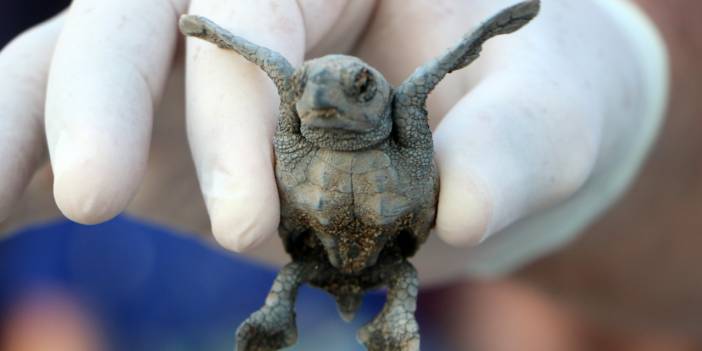 Caretta carettaların yuvadan çıkışına yoğun ilgi