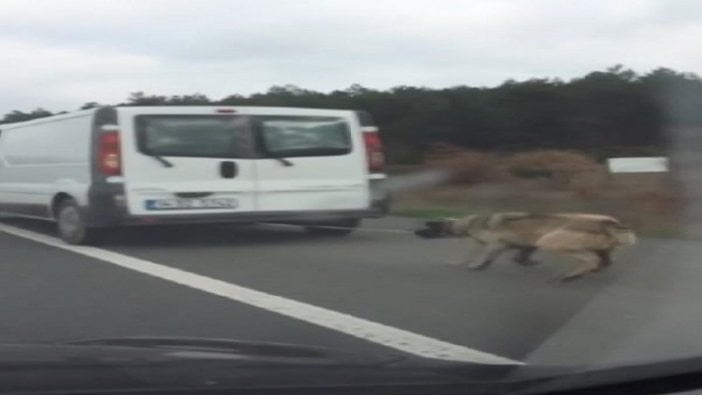 Köpeğini araca bağlayıp sürüklemişti...İşte cezası