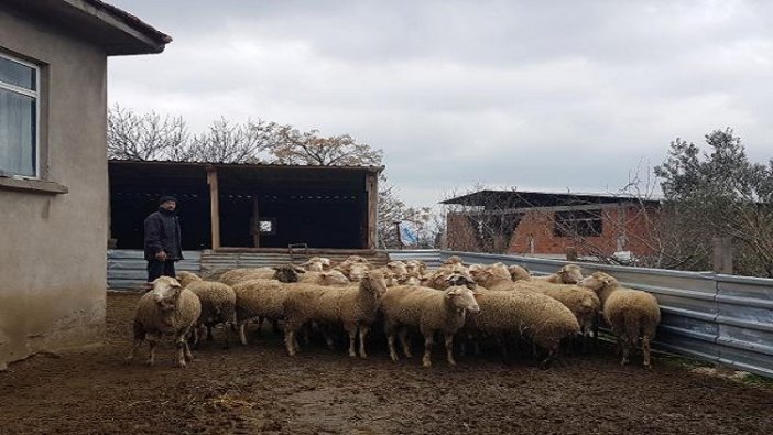 Çanakkale'de şap hastalığı nedeniyle 43 köy karantinaya alındı