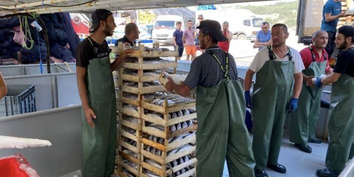 Karadeniz'de palamut bolluğu: Tonlarca balıkla döndüler