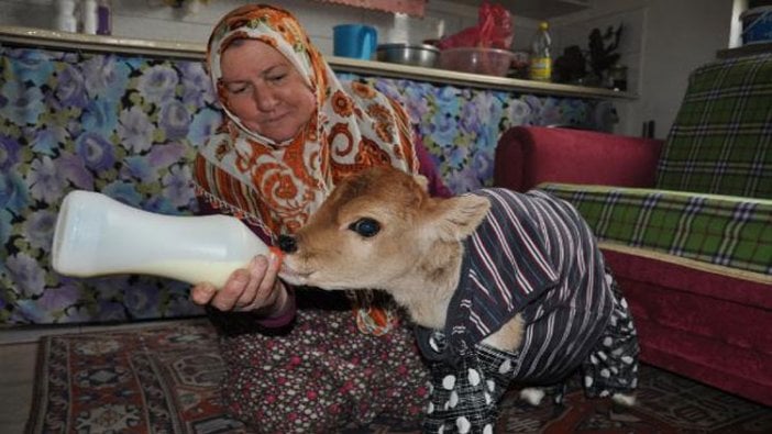 Suni teneffüsle hayata döndürülen buzağı ailenin maskotu oldu