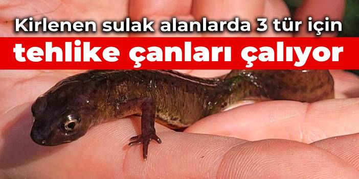 Kirlenen sulak alanlarda 3 tür için tehlike çanları çalıyor