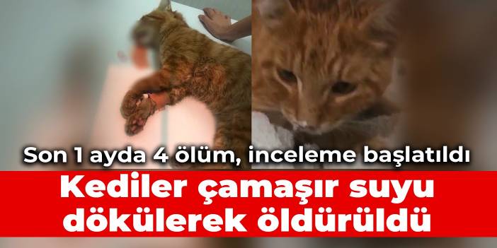 Son 1 ayda 4 kedi çamaşır suyuyla zehirlenerek öldürüldü: İnceleme başlatıldı