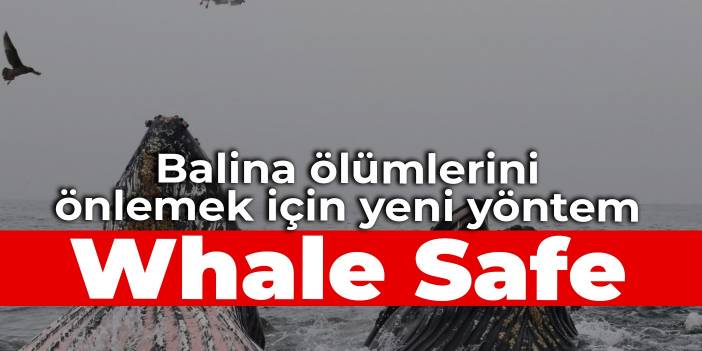 Balina ölümlerini önlemek için yeni yöntem: Whale Safe