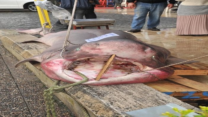 Oltayla yakaladı... 450 kilo!