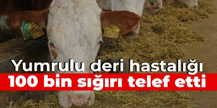 Yumrulu deri hastalığı, 100 bin sığırı telef etti