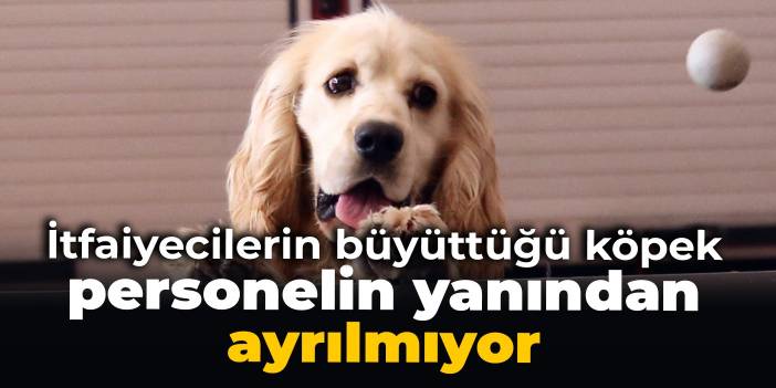 İtfaiyecilerin büyüttüğü köpek personelin yanından ayrılmıyor