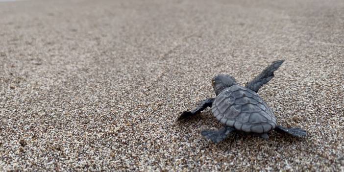 Caretta caretta üreme sezonu kapandı