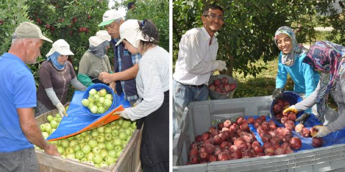 Türkiye'nin 4 elmasından 1'i orada üretiliyor