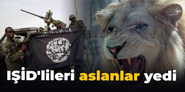 IŞİD'lileri aslanlar yedi