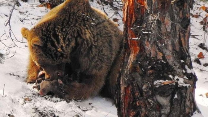 Anne ayının yeni doğan yavrularıyla zorlu mücadelesi