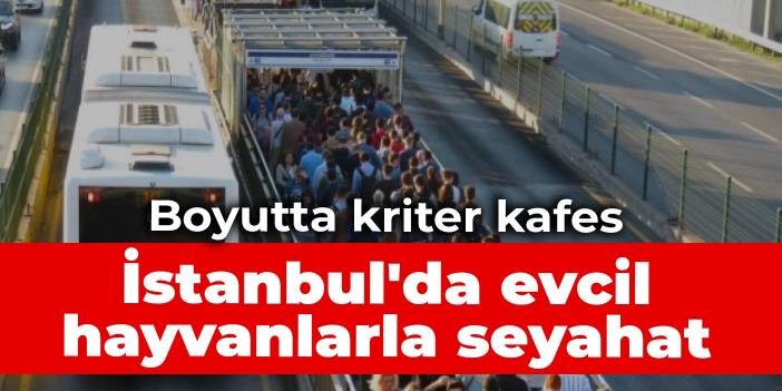 İstanbul'da evcil hayvanlarla seyahat: Boyutta kriter kafes