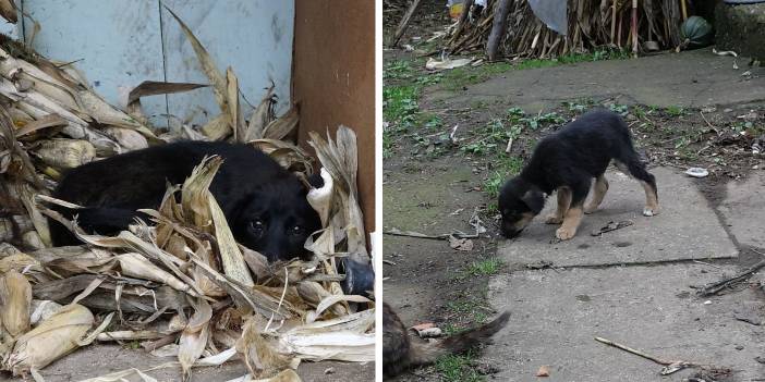 'Kimyasalla toplu köpek ölümü’ iddiasına soruşturma