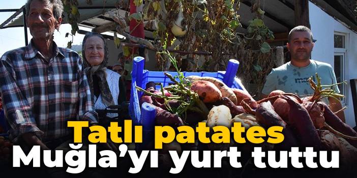 Tatlı patates Muğla’yı yurt tuttu