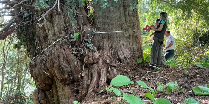 Bin 400 yıllık porsuk ağacı tescillenecek