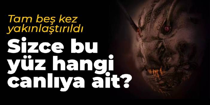 Tam 5 kez yakınlaştırıldı: Sizce bu hangi canlının fotoğrafı?