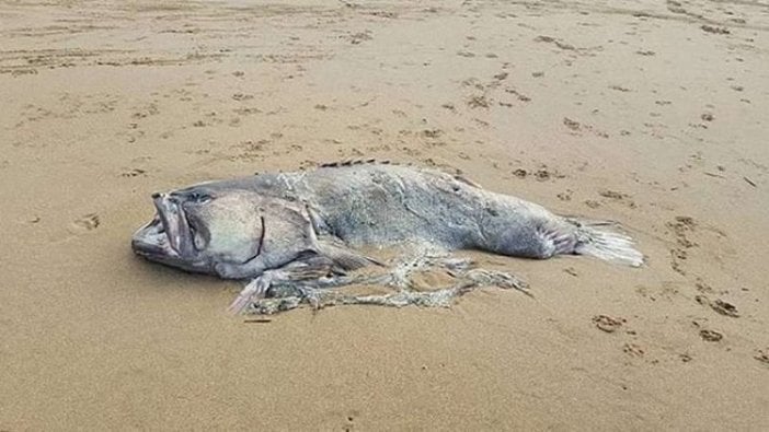 Avustralya'da sahile vuran dev deniz canlısı görenleri hayrete düşürüyor