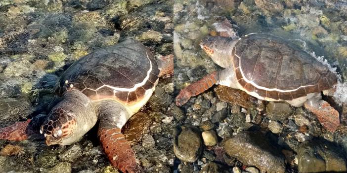 Datça sahilinde ölü caretta caretta bulundu