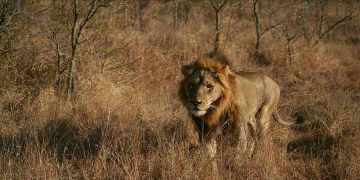 Avustralya'da 5 aslan hayvanat bahçesinden kaçtı