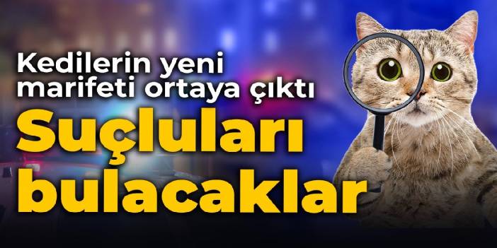 Kedilerin yeni marifeti ortaya çıktı: Suçluları bulacaklar