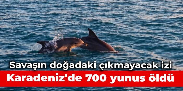 Savaşın doğadaki çıkmayacak izi: Karadeniz'de 700 yunus öldü