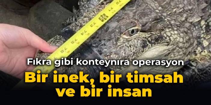 Fıkra gibi konteynıra operasyon: Bir inek, bir timsah ve bir insan