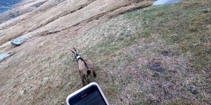 Çengel boynuzlu dağ keçisine GPS'li koruma