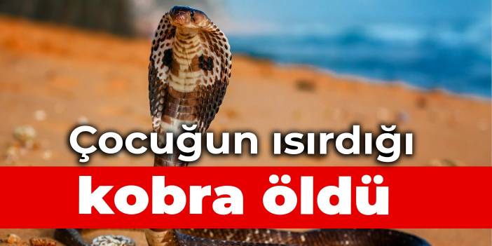 Çocuğun ısırdığı kobra öldü