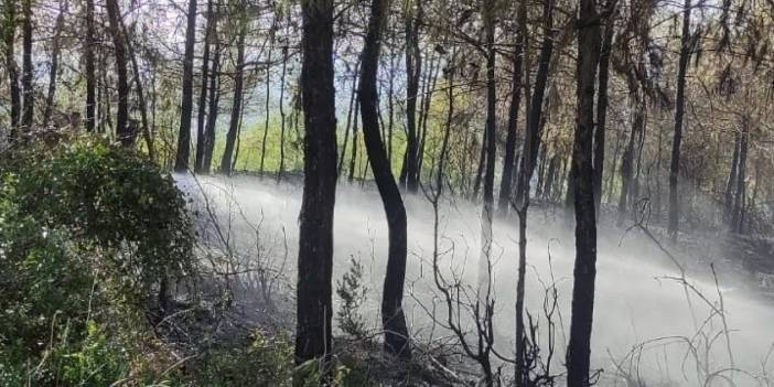 Hatay'da orman yangını