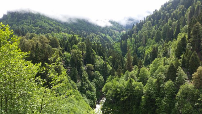 Torba yasadan ''orman satışı'' çıktı