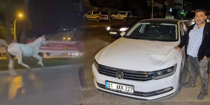 Başıboş at, bulvarda otomobile çarptı, kalktı, kaçtı