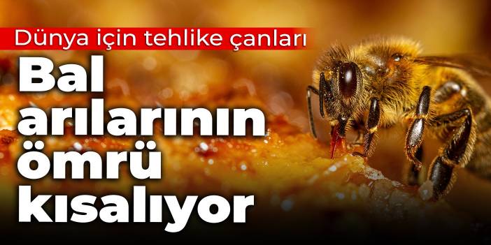 Dünya için tehlike çanları çalıyor: Bal arılarının ömrü kısalıyor