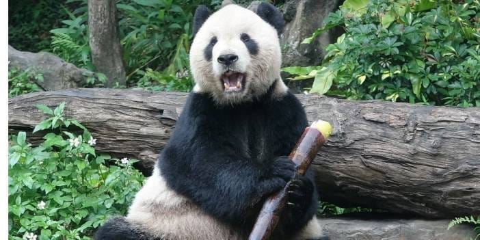 Japonya pandalarla son yıllarını yaşıyor