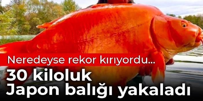 Neredeyse rekor kırıyordu... 30 kiloluk Japon balığı yakaladı