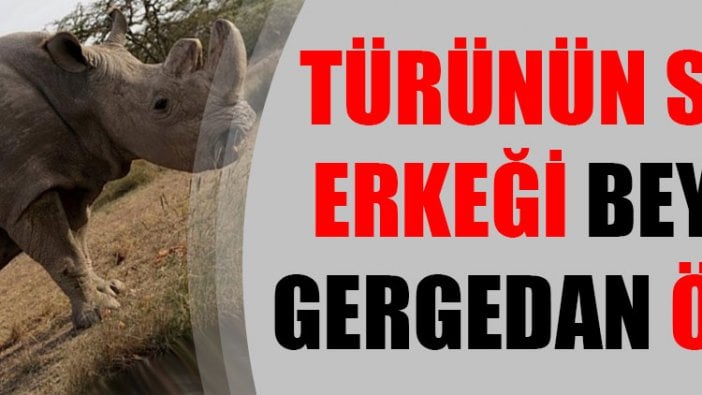 Türünün son erkeği beyaz gergedan öldü