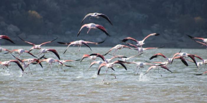 Flamingolar Tuz Gölü'nü terk ediyor