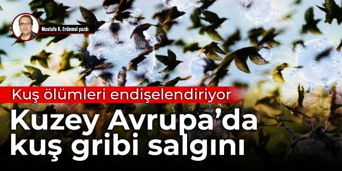 Kuş ölümleri endişelendiriyor: Kuzey Avrupa’da kuş gribi salgını