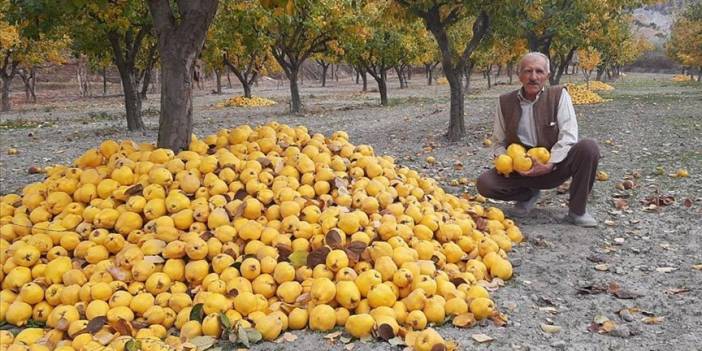 Dodurga Beyi ayvası yeni gelir kaynağı olacak